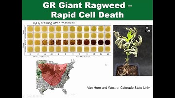 Herbicide-Resistant Weeds: Molecular Mechanisms and Impacts