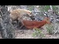 Brutal Kill: Hyena Eats a Young Impala Alive...!