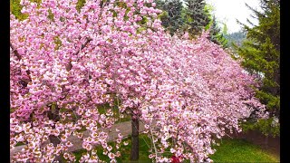 Dikmen Vadisi Drone Çekimi | Sakura Ağaçları | Japon Kiraz Çiçeği #japanese #sakura #dikmen #ankara