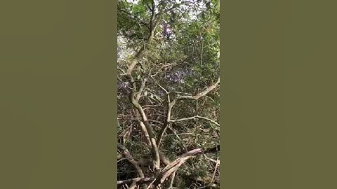 Biggest threat to the National Forest – grey squirrels...#shorts #squirrel #park #wild #animal