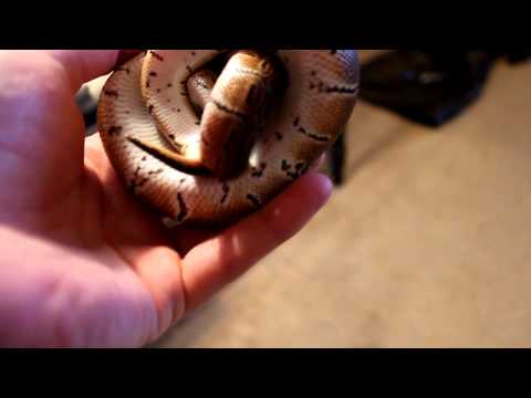 Pinstripe Ball Python
