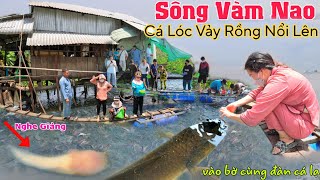 Nghe giảng Chú Cá Lóc như phát sáng vào bờ cùng đàn cá chép giòn Khổng Lồ Sông Vàm Nao