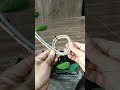 Binding with cable ties and aluminium bonsai wire 🌳‼️#asmr #bonsai #bonsaitree #diy #gardening