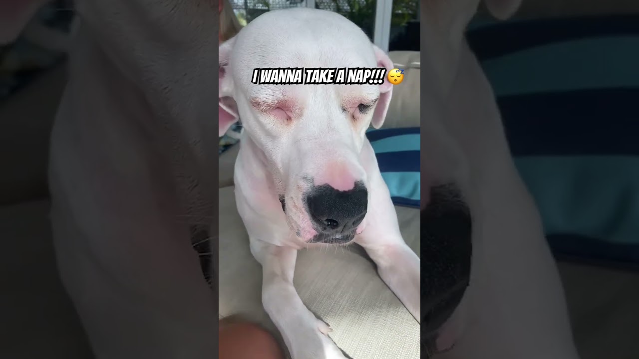 Rare sighting! Giant couch potato. comment the 🥔 emoji if you see this! 