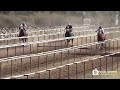 El Mataleones Cuadra Tres Cruces vs La Chacala Cuadra Abasolo vs El Chicano Cuadra Vivoro