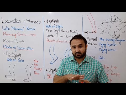 Ch 16 Lec 29 Locomotion in Mammals, Class 12 Biology
