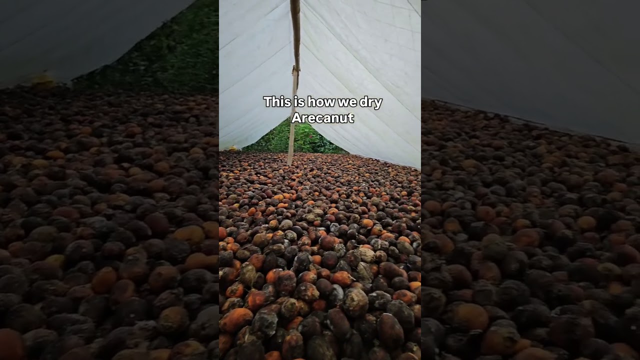 Want to Buy Dried Arecanut/  Betelnut/ Supari from Andaman 