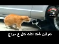 vid 20140201 wa0011