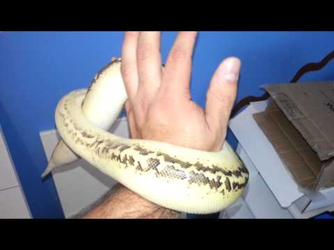 Ivory Blood Python Update