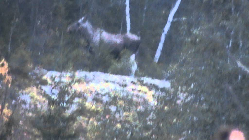 Fiordland Moose Sighting Youtube
