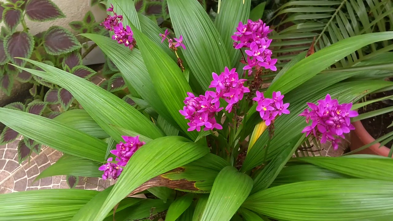 Orquídea Grapete - Spathoglottis Unguiculata - 5 Mudas | Parcelamento sem  juros