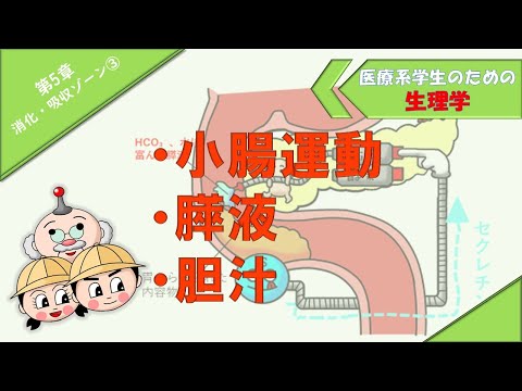 生理学　消化・吸収ゾーン③　「小腸運動」「膵液」「胆汁」