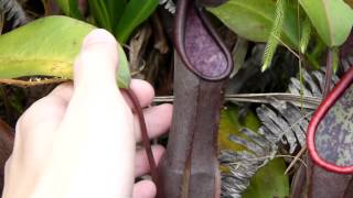 CP Video Series Episode 28 - Nepenthes sanguinea 'black form' (Genting Highlands)