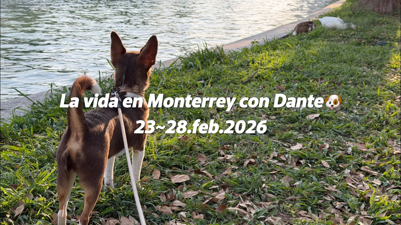 🇲🇽 | 26.02.23~28 멕시코 몬테레이 생활 (배달 음식의 한 주, 한국 출국 준비✈️)