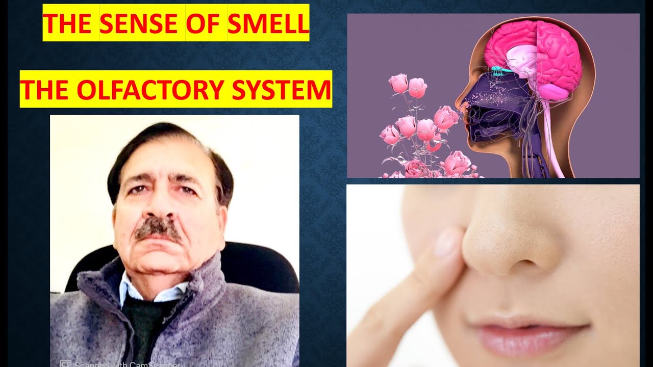 The sense of smell -The olfactory system, Lectures by Dr Alamzeb - YouTube