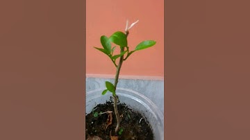 Lemon Tree Bonsai process started 🍋