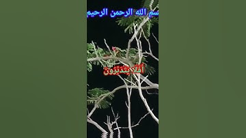 #قران_كريم #قرآن  #قرآن_كريم#سورةـالنساء " أَفَلَا يَتَدَبَّرُونَ الْقُرْآنَ ۚ وَلَوْ كَانَ