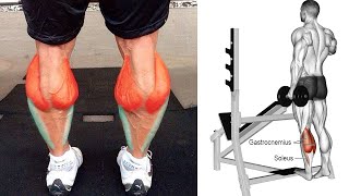 تمارين السمانة (البطات) كمال الاجسام شد وتضخيمها 《calves workout》