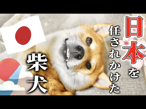 アラフォー男にJAPAN牽引を提案された引っ張り癖のある柴犬こむぎ【あるじNOステップ】
