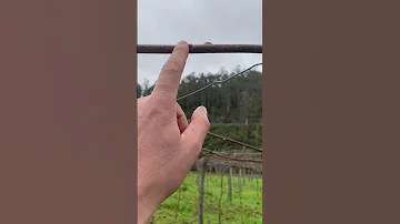 Как определить где будут плоды на ветке киви