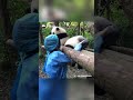 Panda Ji Xiao Got Her Head Stuck, Nanny Came To Recuse Her | iPanda #shorts