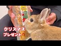 ウサギさんにクリスマスプレゼントをあげたら大喜びでかわいすぎた🐰🎁
