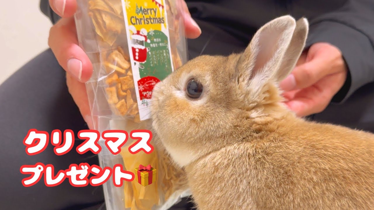 クリスマスプレゼント☆うさぎちゃん ウサギさんにクリスマスプレゼントをあげたら大喜びでかわいすぎた