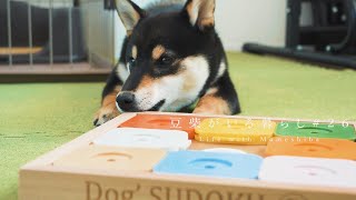 うちの豆柴はパズルで悩む姿もかわいかった。【豆柴暮らし】