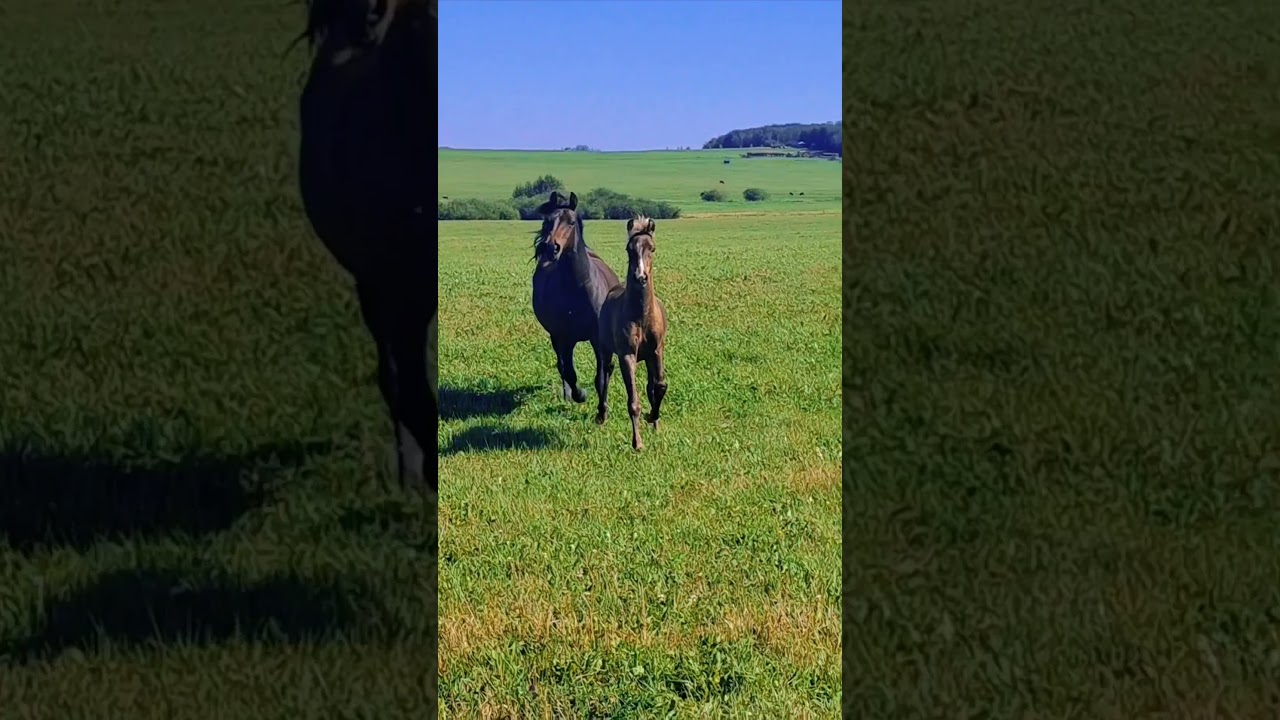 Morgan mare Jewel and her dashing colt Prime Silver! I'm also thinking, wow😍