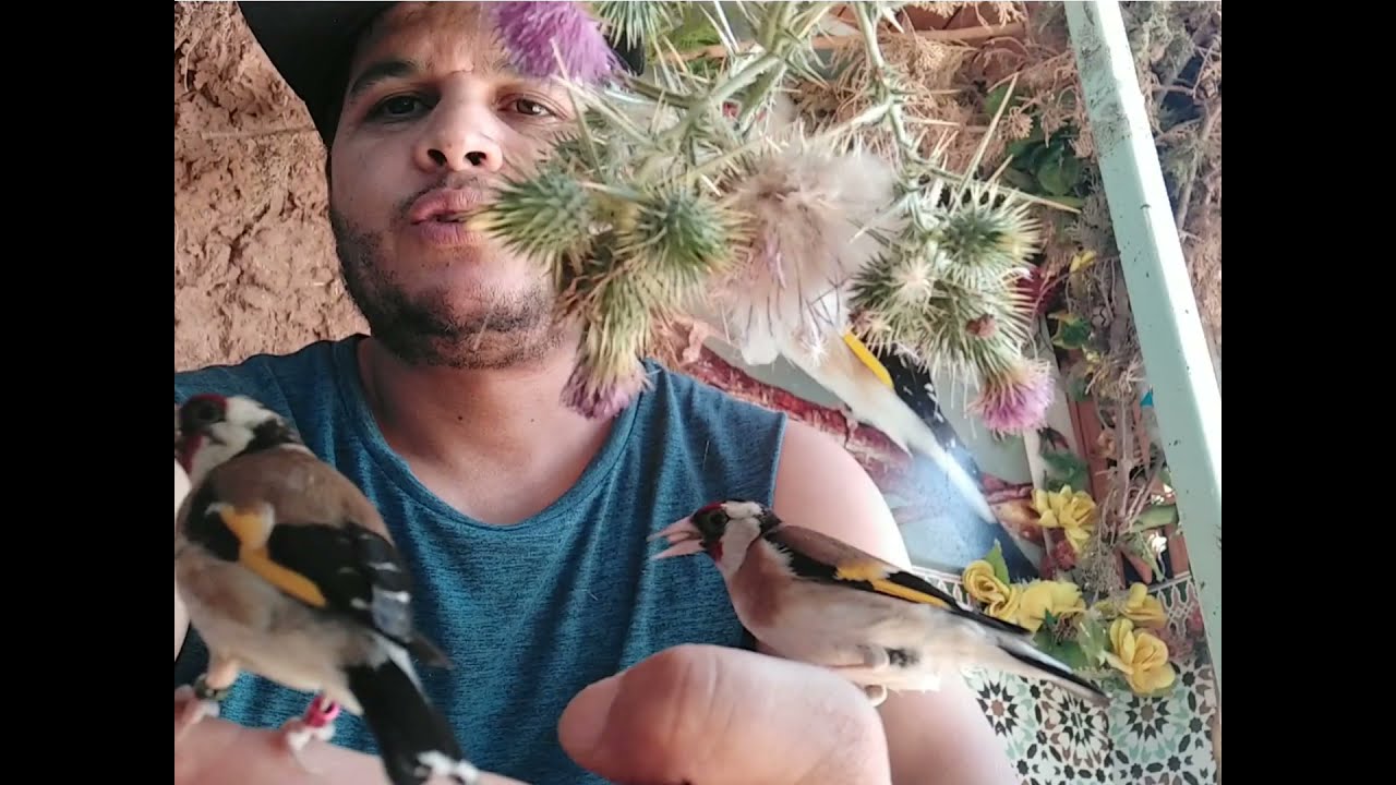 أروع نبتة تتوفر على الدود المفيد لطائر الحسون و التفاحي و الكنار .... زهرة الشوك البنفسجية