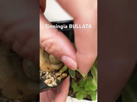 Sinningia BULLATA из