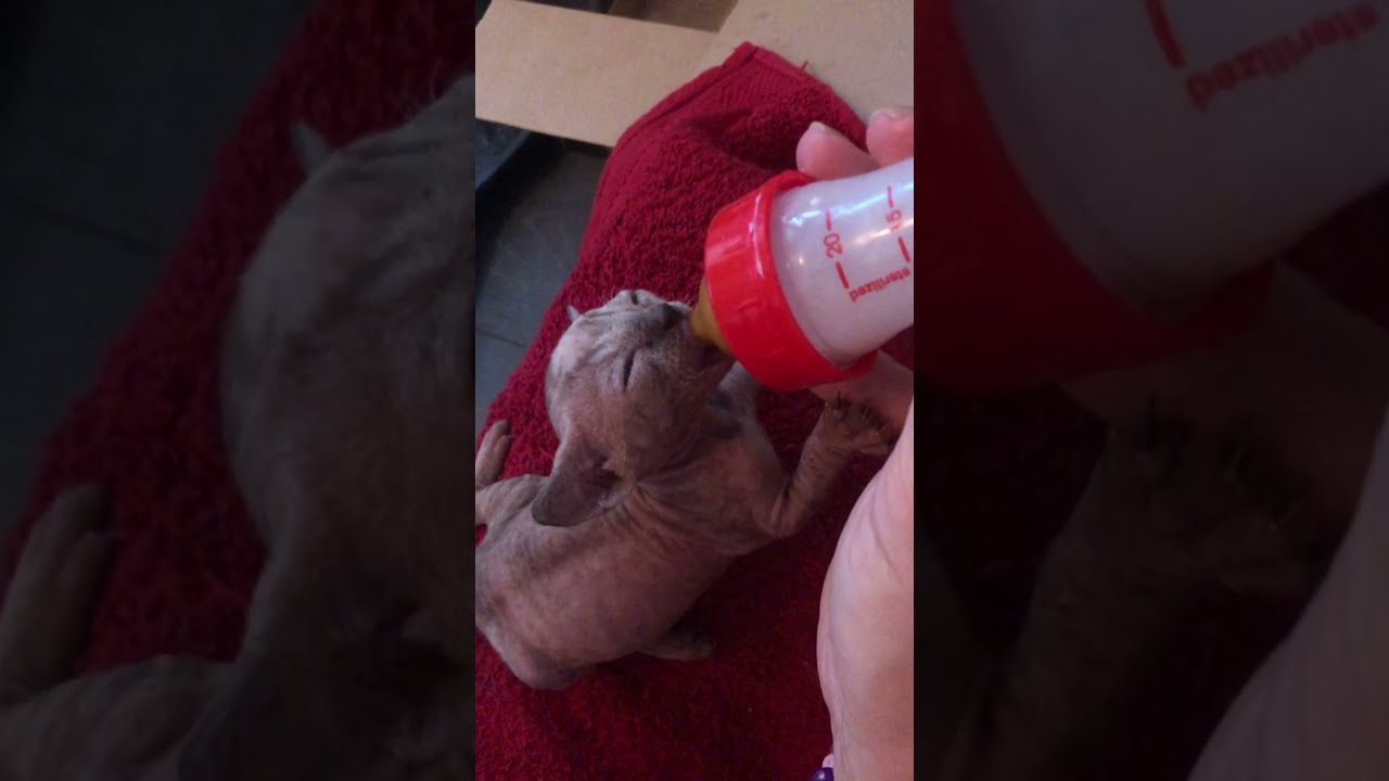 Sphynx kattunge flaskmatning