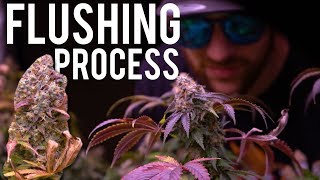 How I Flush In My Organic Garden Not Like Bottle Nutes