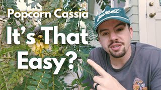 The STRANGEST Plant That Smells Like POPCORN - Popcorn Cassia