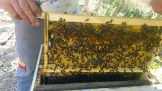 هل بدأ النحل في تخزين العسل و هل بنى اطارات شمع الاساس / تقرير خلية بعاسلة/ طريقة ديماري على مراحل