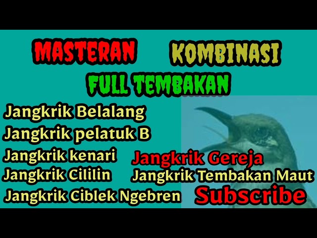 Masteran Kombok Full Isian Tembakan Kombinasi #JangkrikBelalangPelatuk BawangKenariCililinGereja class=