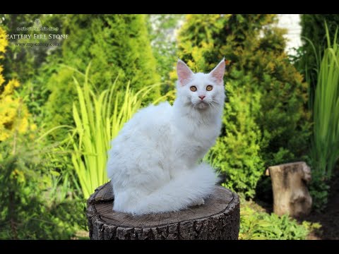 Maine Coon Kitten - Gaell Fire Stone - Female (color w)