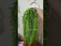 ঘর সাজানোর জন্য আর্টিফিশিয়াল পাতার ঝাড়