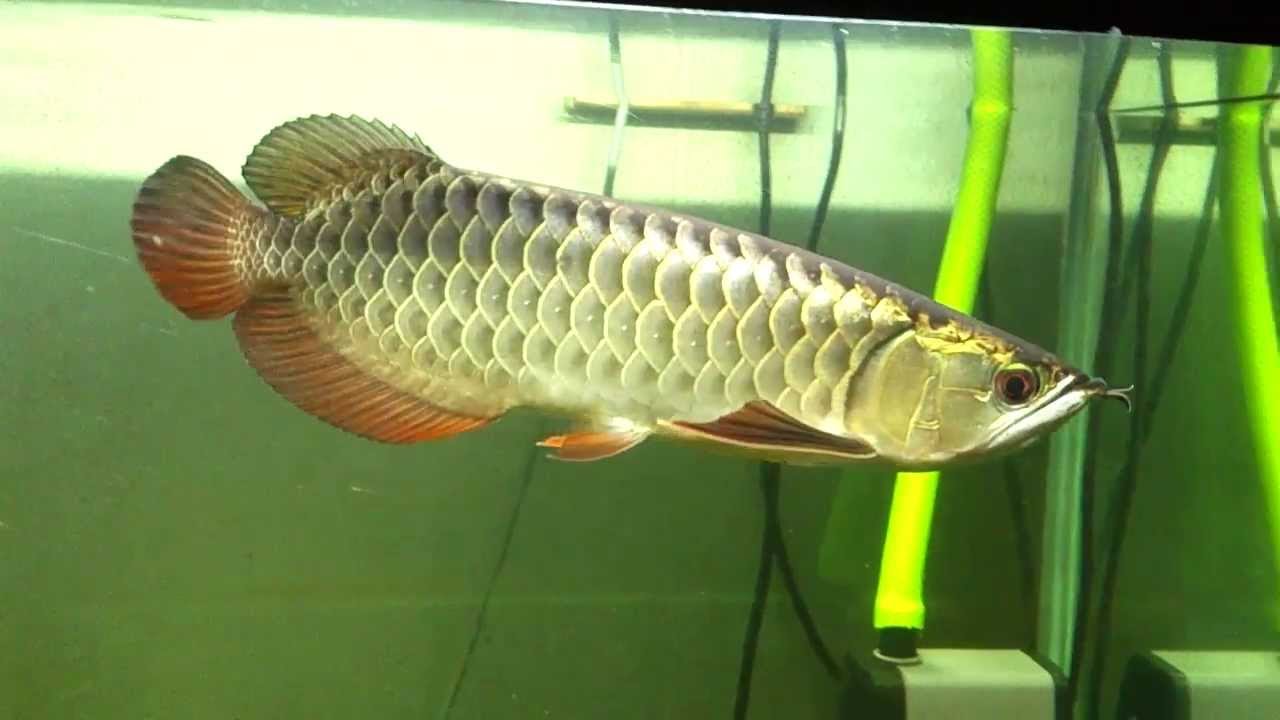 Aquarium Fish Xback Arowana Fish YouTube