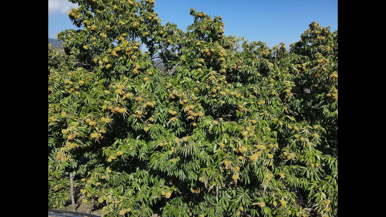 Γρίβα Κιλκίς: Γνωρίστε το μεγαλύτερο καστανοχώρι της Ελλάδας & μάθετε τα πάντα για το κάστανο