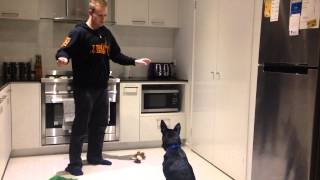 Nox the Australian Kelpie - 6 months old - Training instruction and re-instruction. by Nox M 806 views 9 years ago 26 seconds