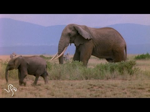 Baby Elephants Actually Suckle Their Itty Bitty Trunks - The Dodo