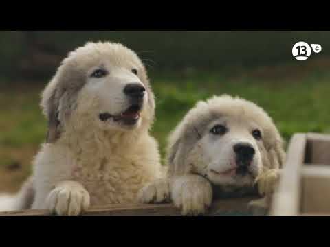 Video: Cómo Entrenar Perros Pastores Europeos