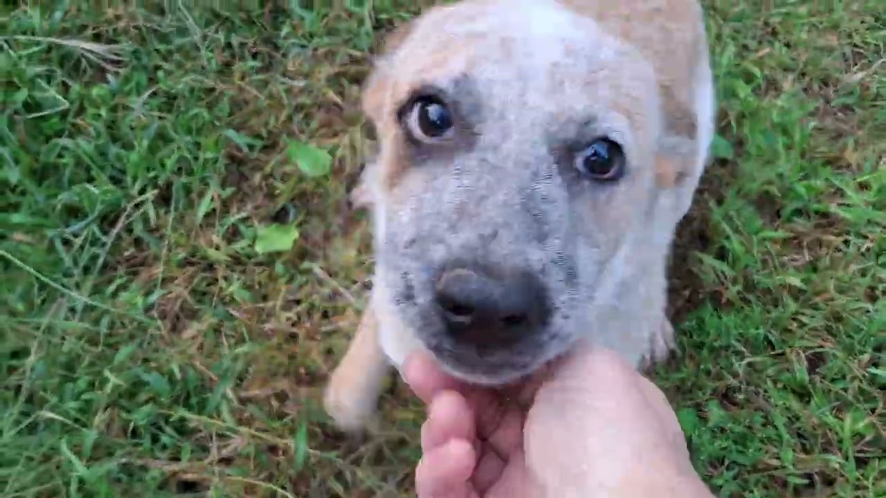 GaDaH - Sweet shy puppy LUCY gainining her confidence and finding her voice lol - September 10, 2025
