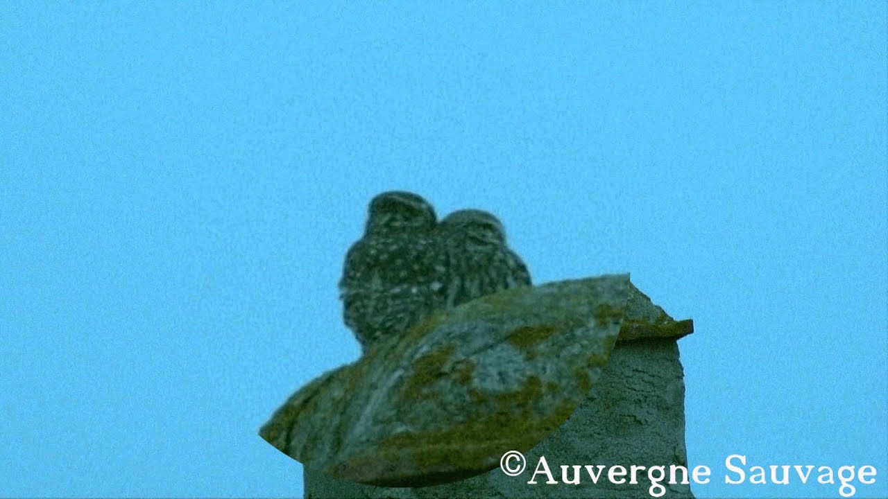 chouettes cheveches d athena