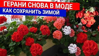 картинка: Герани снова в моде - как сохранить зимой