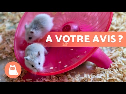Vidéo: Comment introduire deux souris dans la même cage