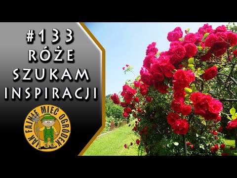 #133 Róża wizytówką ogrodu - spacer w poszukiwaniu pięknych róż