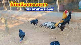 พ่อพันธุ์ไก่เหลืองหางขาว #ไก่เหลืองหางขาว #พร้อมพงษ์ฟาร์มไก่