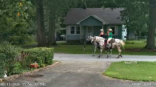 The Horse Culturally Appropriated A Dalmatian
